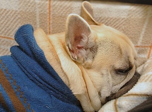 DSC_1610.JPG