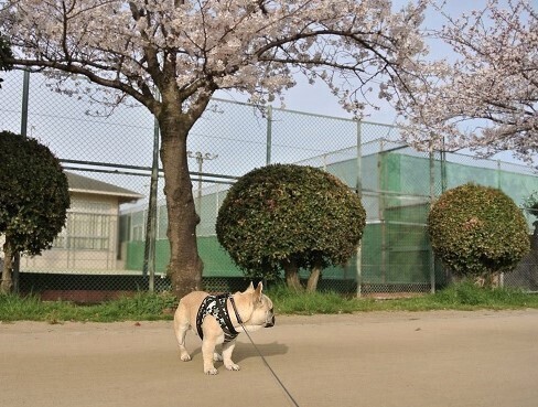 DSC_2046 2013.4.1.JPG