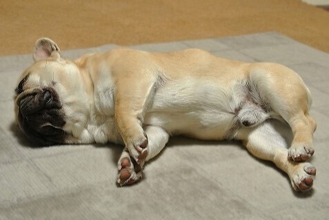 DSC_2087 2013.4.5.JPG