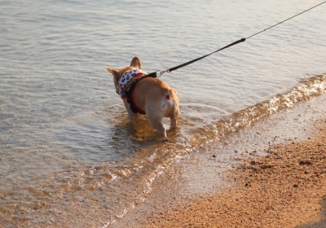 琵琶湖で水遊び 短歌のかたちをした涙 と希望