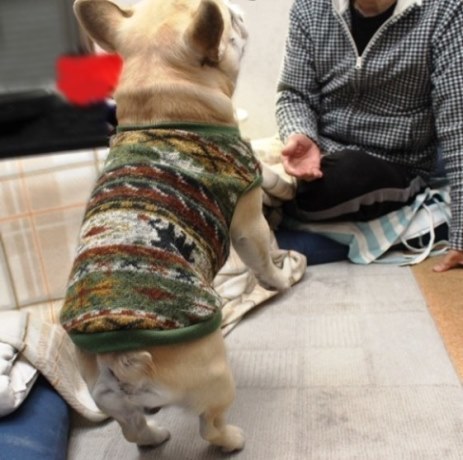 犬も風邪をひく 短歌のかたちをした涙 と希望